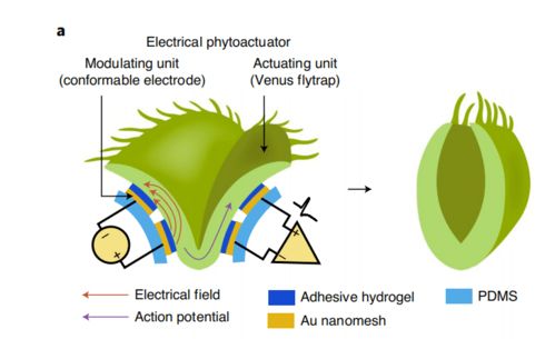 植物联网 新加坡科学家研发植物机器人，开启农业智能观测新纪元